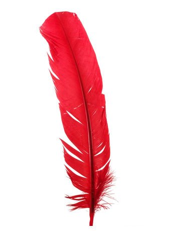 Red Broad Feather Accessory - Fancydress.com